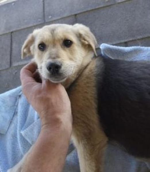 Fietje 35 cm (Apr 26) Pflegestelle