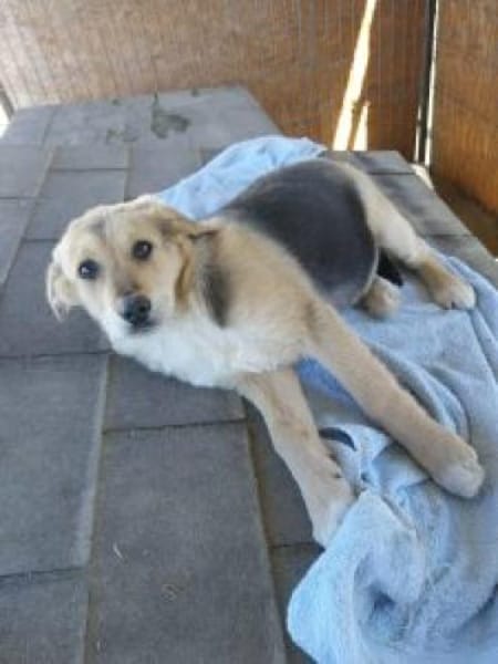 Fietje 35 cm (Apr 26) Pflegestelle