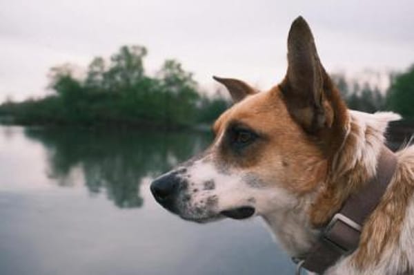 Malibu ist ein zartes Seelchen 🐾