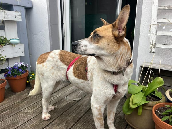 Malibu ist ein zartes Seelchen 🐾