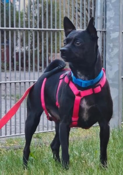 Zarte Hündin Candy 2