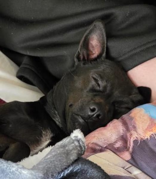 Zarte Hündin Candy 2