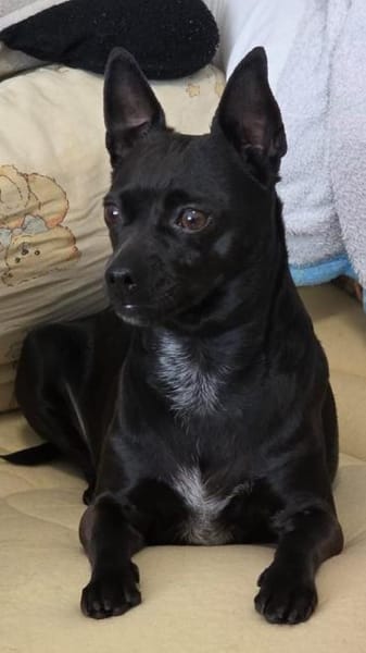 Zarte Hündin Candy 2