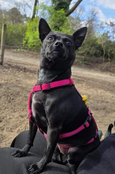 Zarte Hündin Candy 2