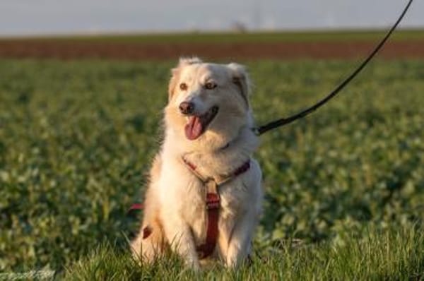 Beretta - wartet in 52382 Niederzier