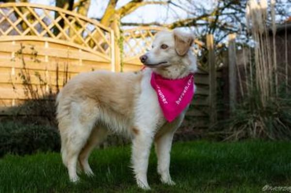 Beretta - wartet in 52382 Niederzier