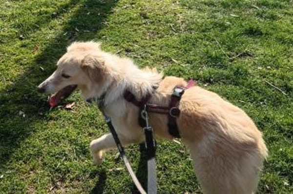 Beretta - wartet in 52382 Niederzier