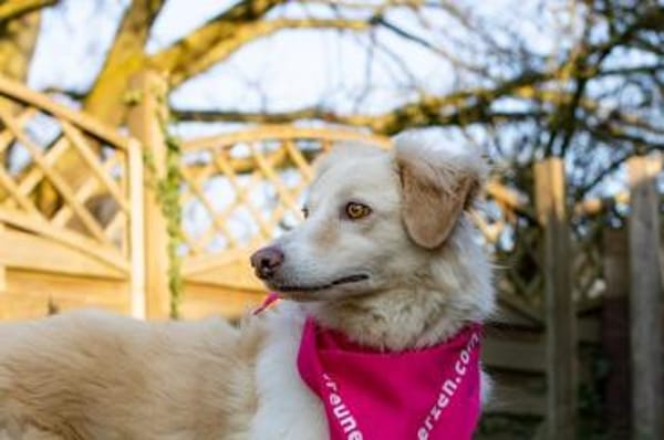 Beretta - wartet in 52382 Niederzier