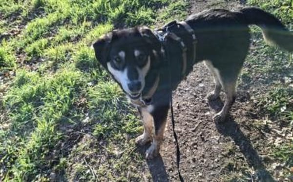 Simba möchte endlich gesehen werden