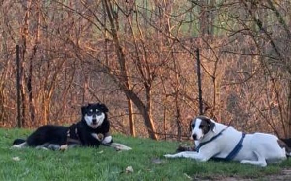 Simba möchte endlich gesehen werden