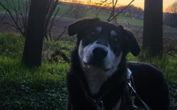 Simba möchte endlich gesehen werden