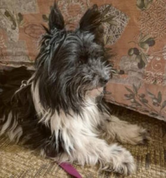 ZEDA - außergewöhnlich liebenswert