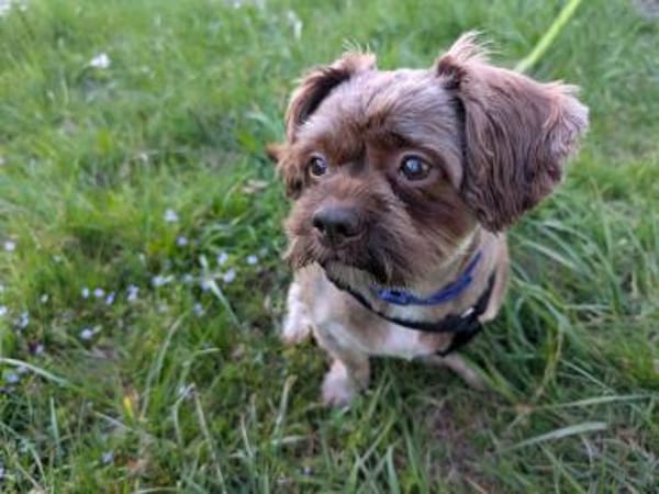 Maja, kleine Wuschelhündin sucht ...