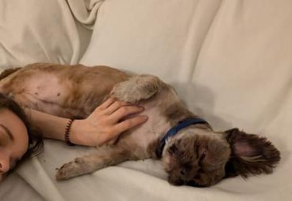 Maja, kleine Wuschelhündin sucht ...