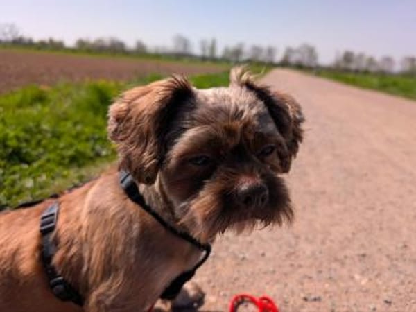 Maja, kleine Wuschelhündin sucht ...