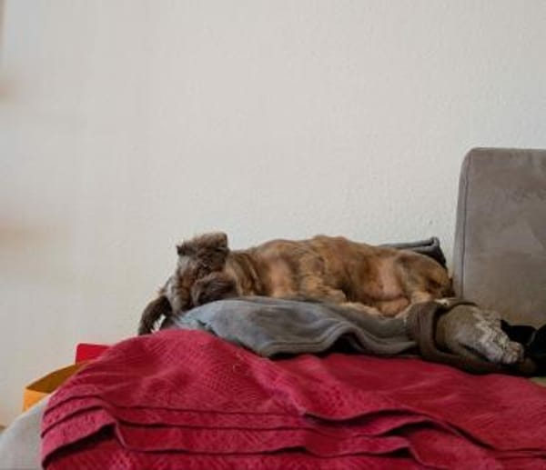 Maja, kleine Wuschelhündin sucht ...