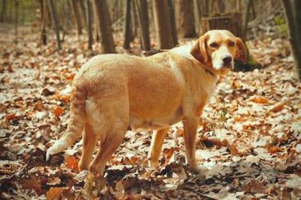 Sora - wartet in 04420 Markranstädt