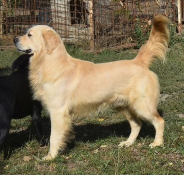 Jonathan Sensibelchen