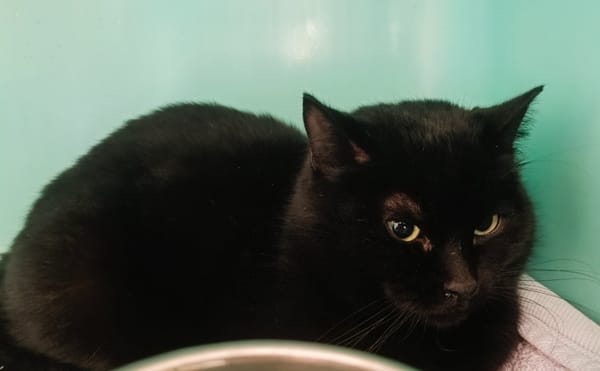 Texas (en cours d'adoption)