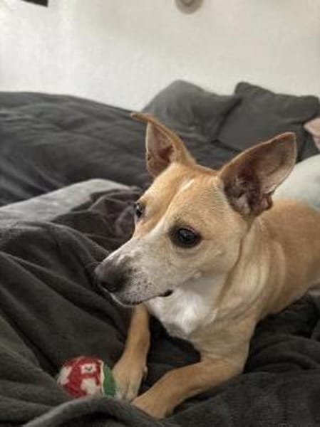 Nicolaus - 76661 Rheinsheim