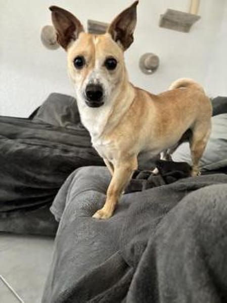 Nicolaus - 76661 Rheinsheim