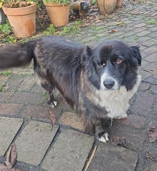 Gnadenplatz für Max gesucht