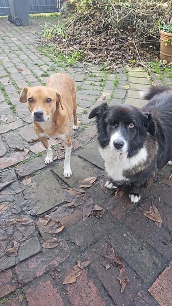 Gnadenplatz für Max gesucht