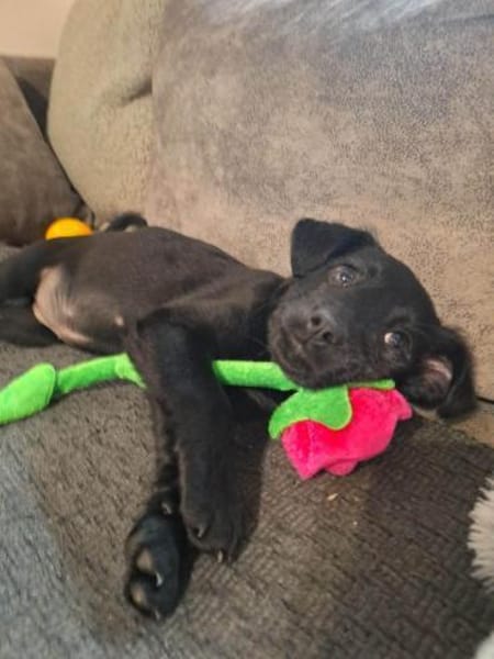 Kleine Bella ganz groß