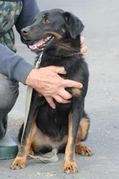 Canja - munter u. kinderlieb