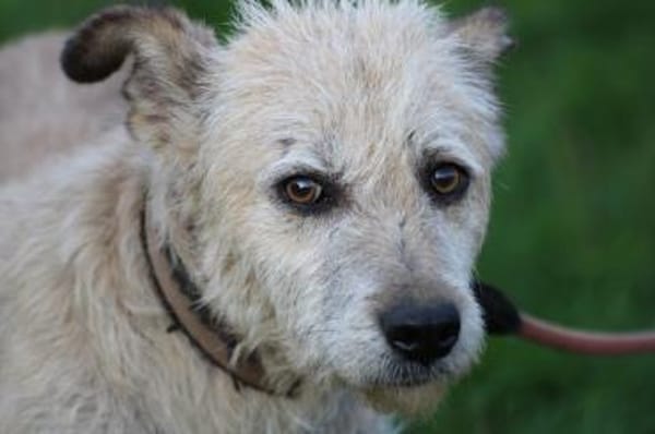 Jeky - verschmuster Wuschelrüde