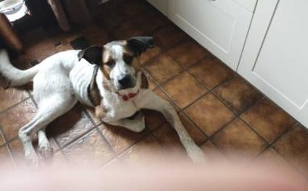 Hast Du für Ben noch ein Körbchen frei?