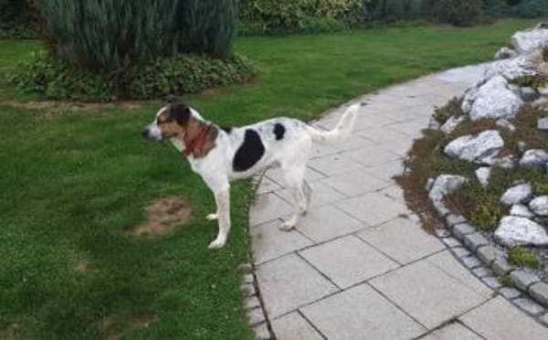 Hast Du für Ben noch ein Körbchen frei?