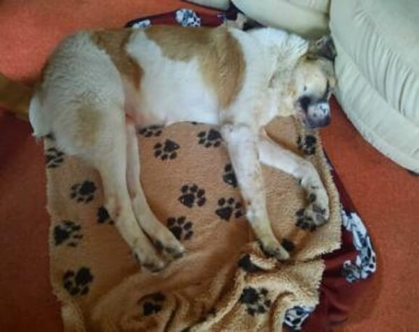 Verliebst du dich in die tapfere Aurora?