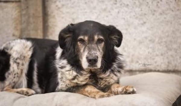 Cosimo sucht dringend einen neuen Platz!