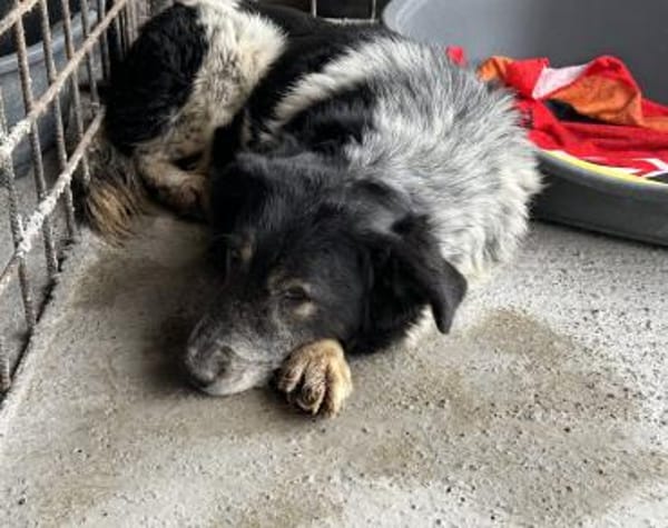 Cosimo sucht dringend einen neuen Platz!