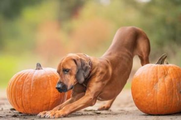 Nilo sucht sein Zuhause