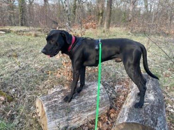 Otto schaut nach einem neuen Zuhause