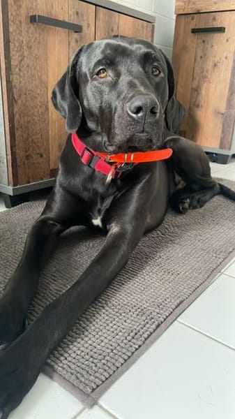 Otto schaut nach einem neuen Zuhause