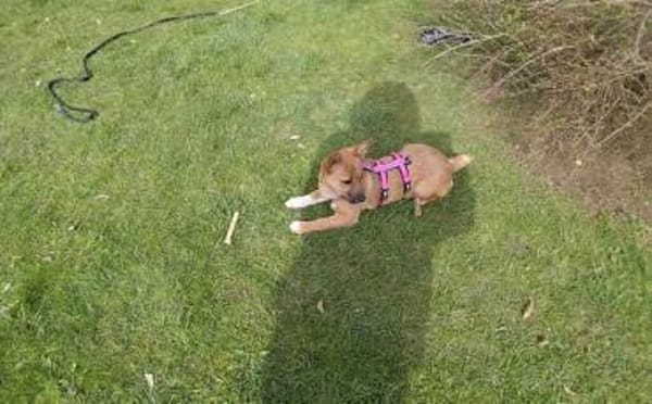 Zauberhafte kleine Marla