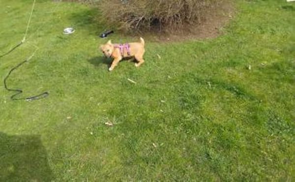 Zauberhafte kleine Marla