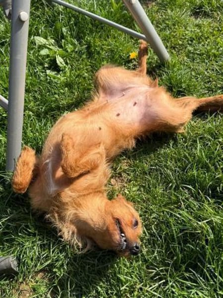 Widdow sucht die Nadel im Heuhaufen