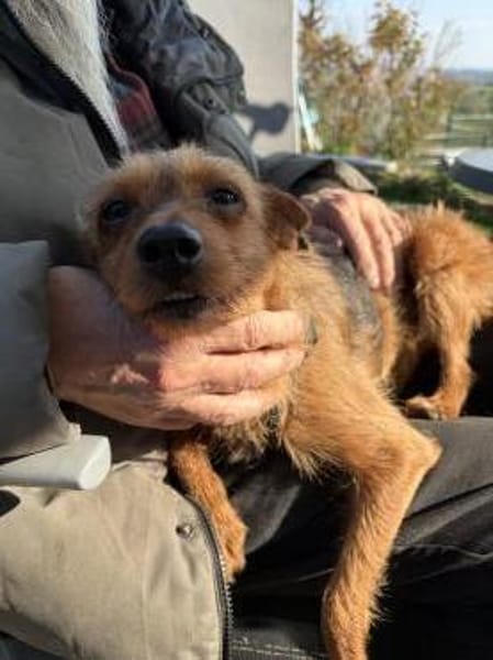 Widdow sucht die Nadel im Heuhaufen