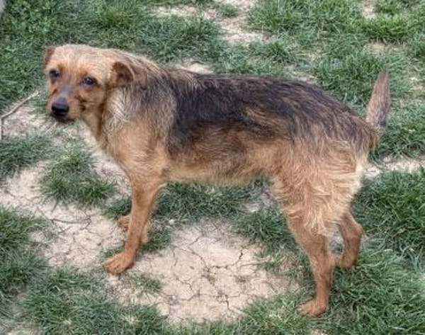 Widdow sucht die Nadel im Heuhaufen