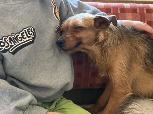 Widdow sucht die Nadel im Heuhaufen