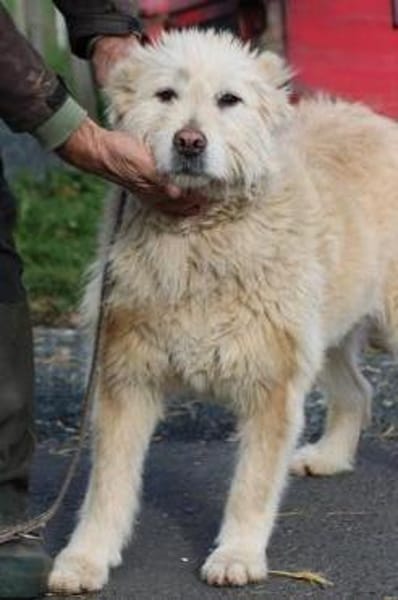 Sandy - hübsche Wuschelhündin