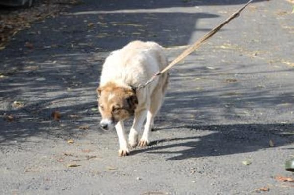 Khana - sehr kinderlieb u. verschmust