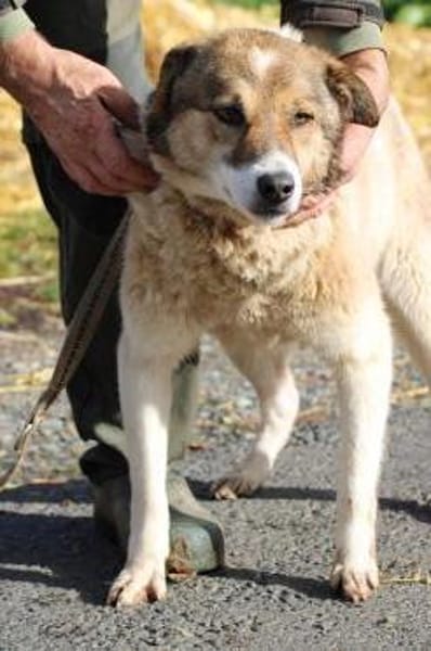 Khana - sehr kinderlieb u. verschmust