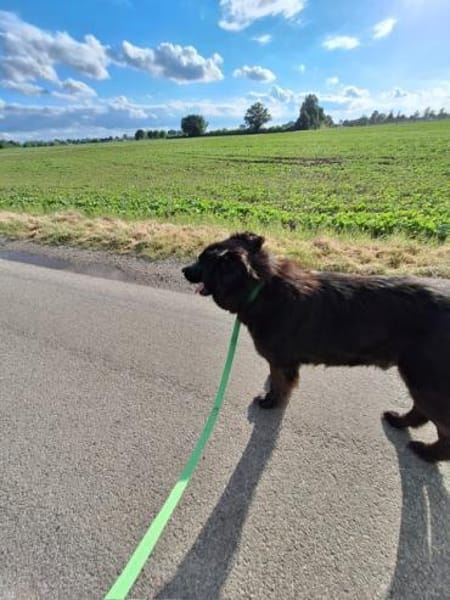 Tobi -  verschmust und anhänglich