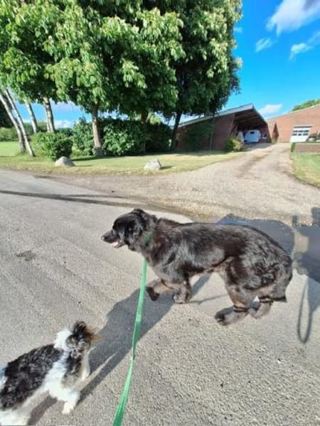 Tobi -  verschmust und anhänglich