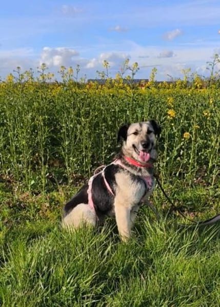 Malia - Möchte kein graues Mäuschen sein